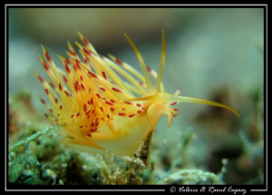 Flabellina taken in Komodo by Raoul Caprez 